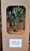 živo stablo masline u tegli /Live olive tree in a jar